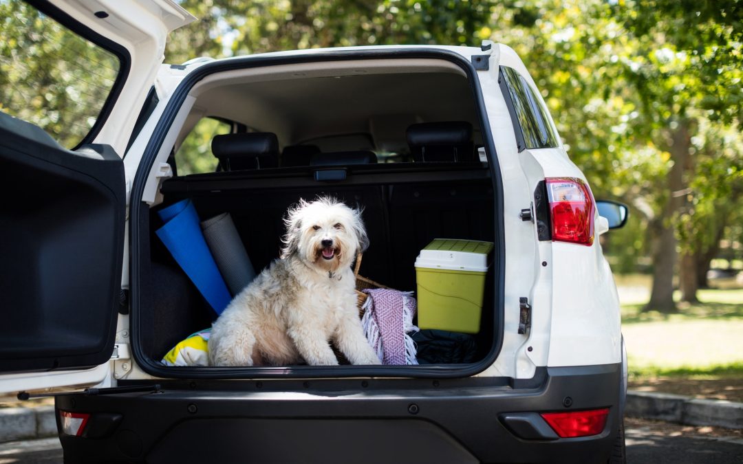 How To Prepare For Car Travel With Your Pet