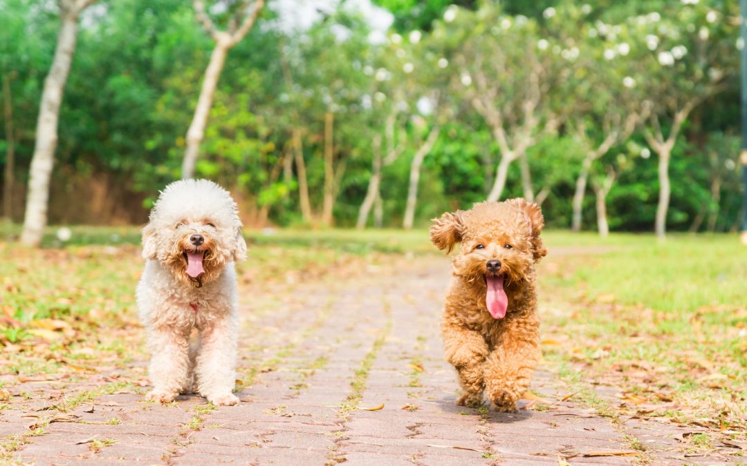 Ways To Ensure Your Pet Stays Fit