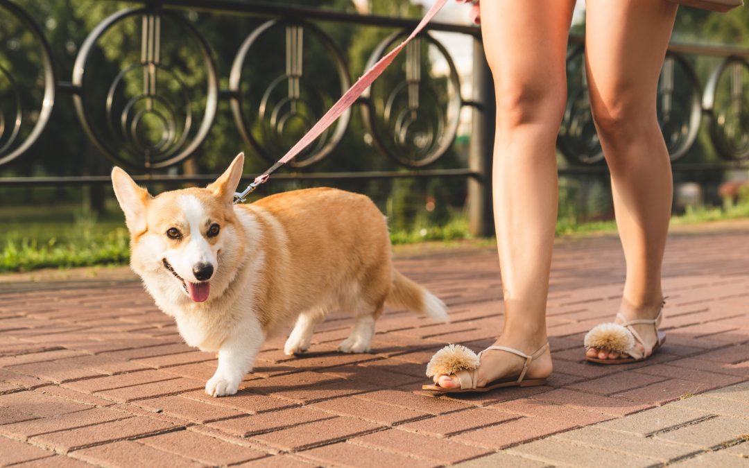 Safety Tips To Observe While Exercising Your Pet