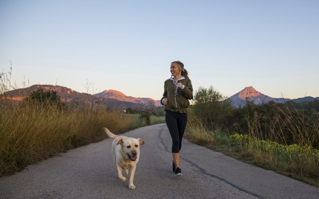 Essential Tools For Exercising Your Pet