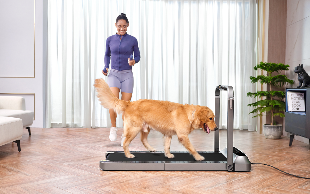 Lazy Ways to Exercise Your Pets