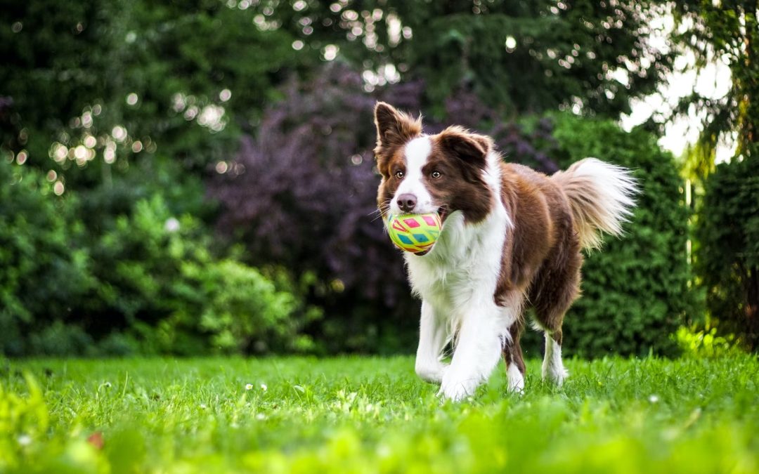 Exercise Plan for Pets At Home