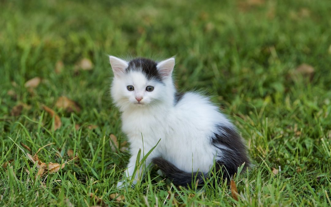 What Cat Owners Should Know About Kidney Disease in Cats